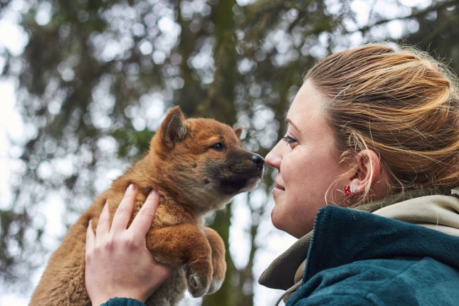 Dingo kölyök az állatparkban - fotó Szarka Lajos