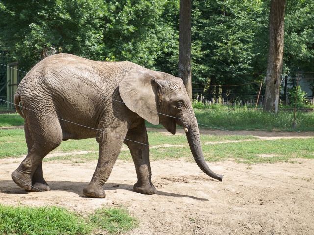 Kis elefánt fogászaton - fotó Szarka Lajos