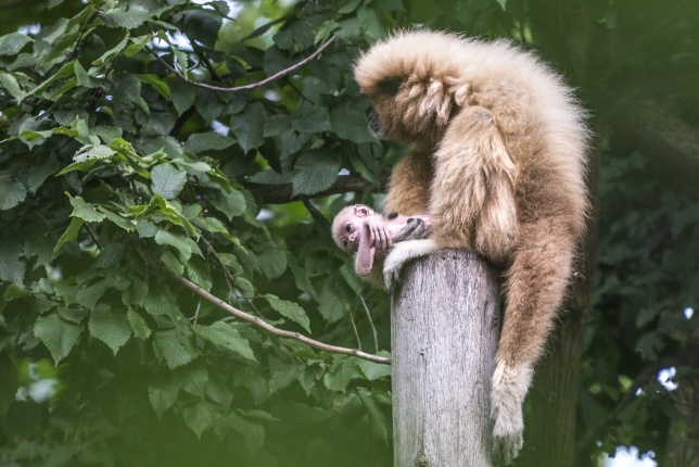 Fehérkezű gibbon született az Állatparkban - Fotó Kohut Árpád