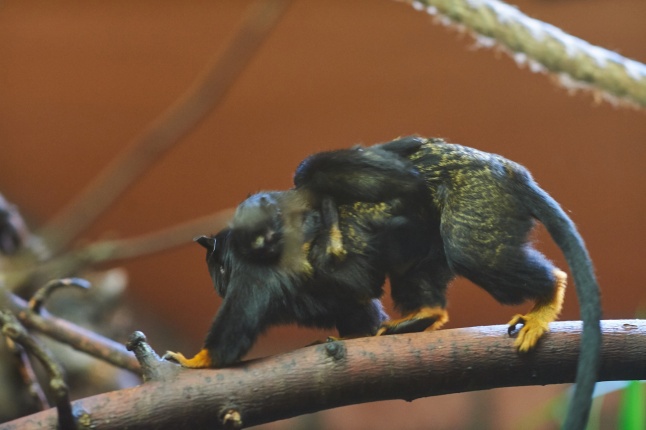 Aranykezű kis tamarinok - fotó Szarka Lajos