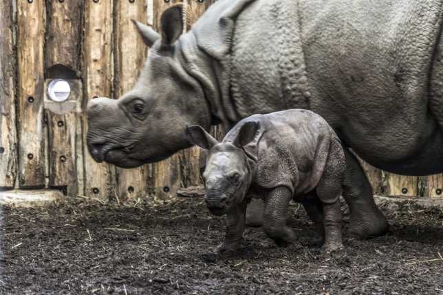 Indiai páncélos rinocérosz született az Állatparkban-Fotó Kohut Árpád