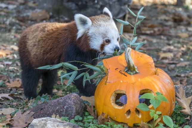 Halloween a Nyíregyházi Állatparkban