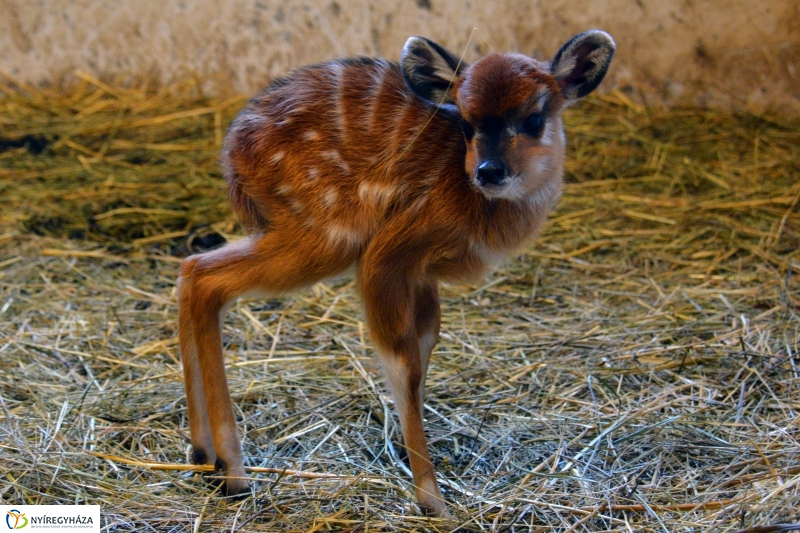 Antilop Borjú a Nyíregyházi Állatparkban