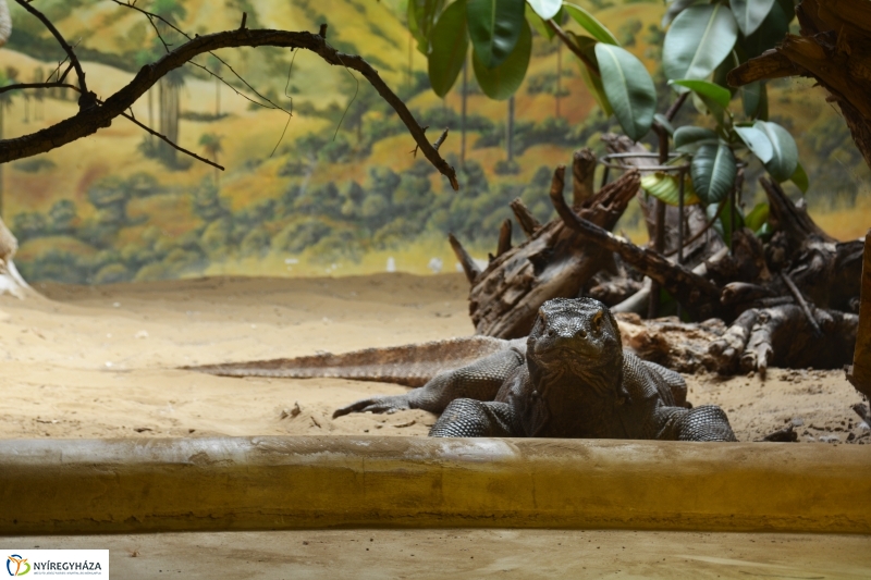 Indonéz Nagykövet a Nyíregyházi Állatparkban