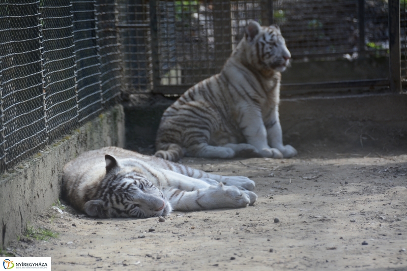 Fehér tigriskölykök érkeztek az Állatparkba