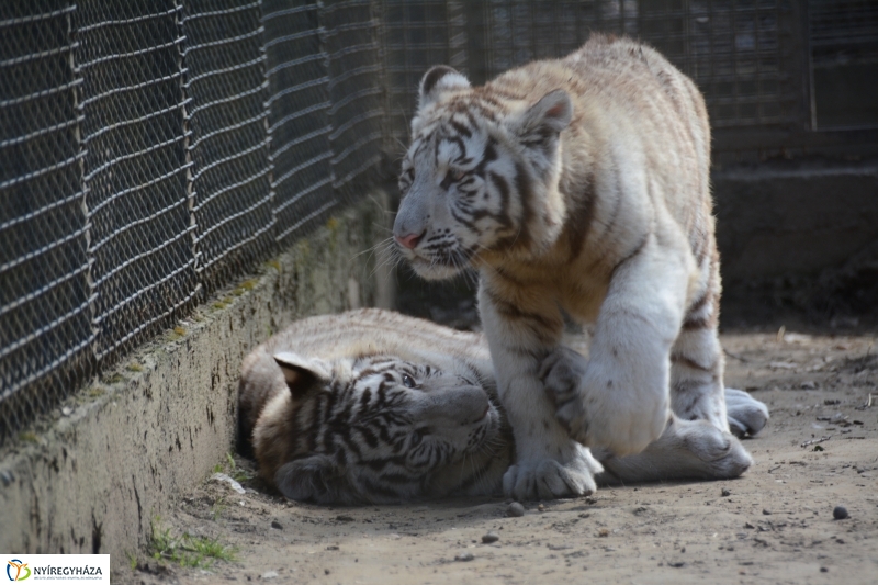 Fehér tigriskölykök érkeztek az Állatparkba