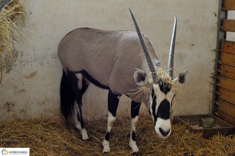 Ritka antilop született az Állatparkban