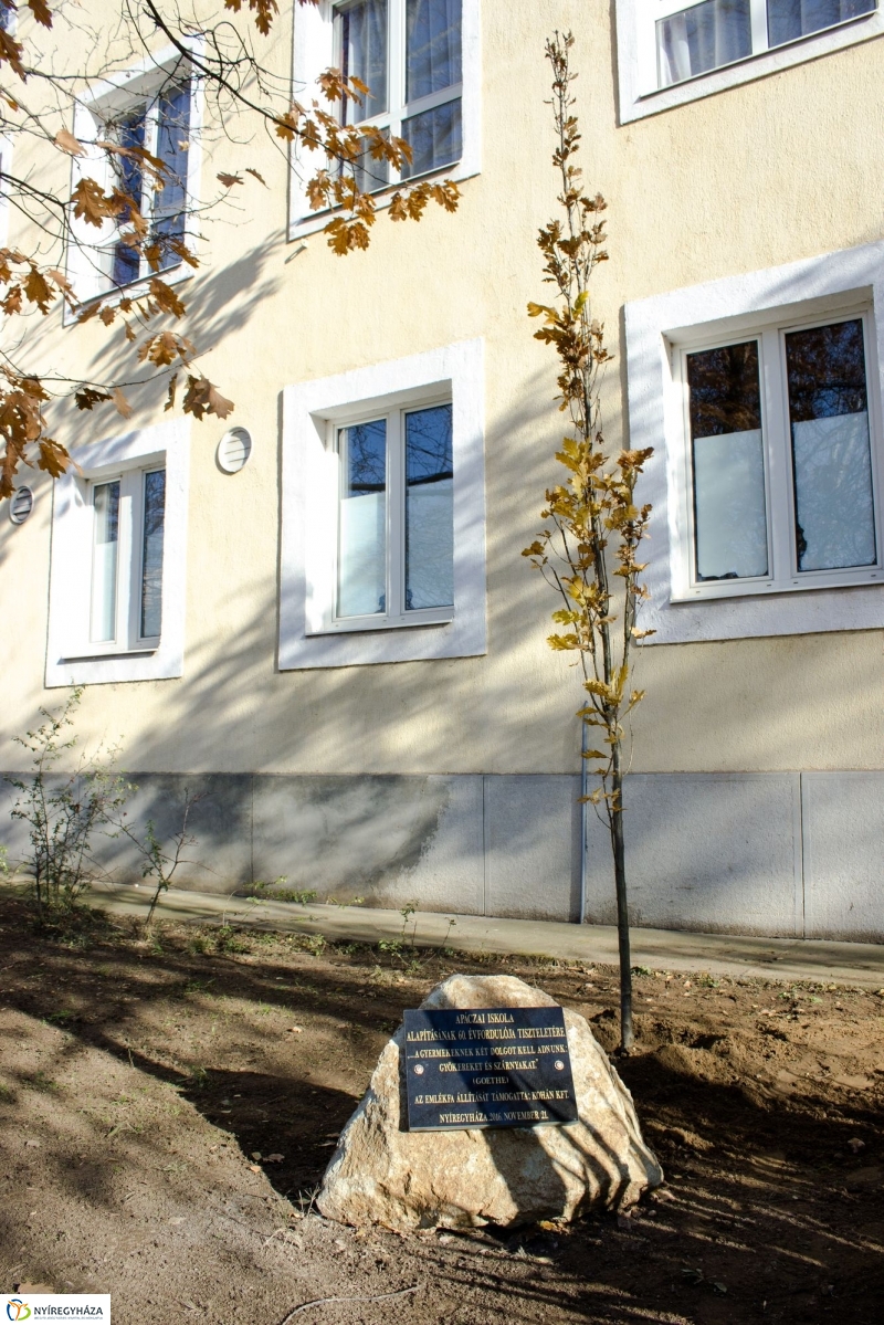 Emlékfa ültetés az Apáczai iskolában - fotó Szarka Lajos