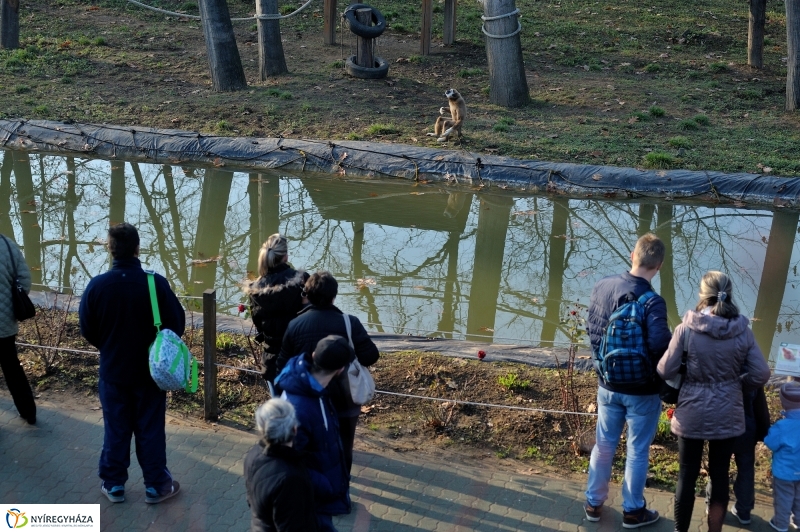 100 forintos nap az Állatparkban - fotó Szarka Lajos