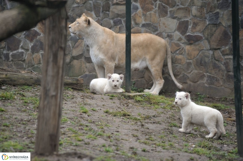 Fehér oroszlánkölykök az Állatparkban - fotó Szarka Lajos