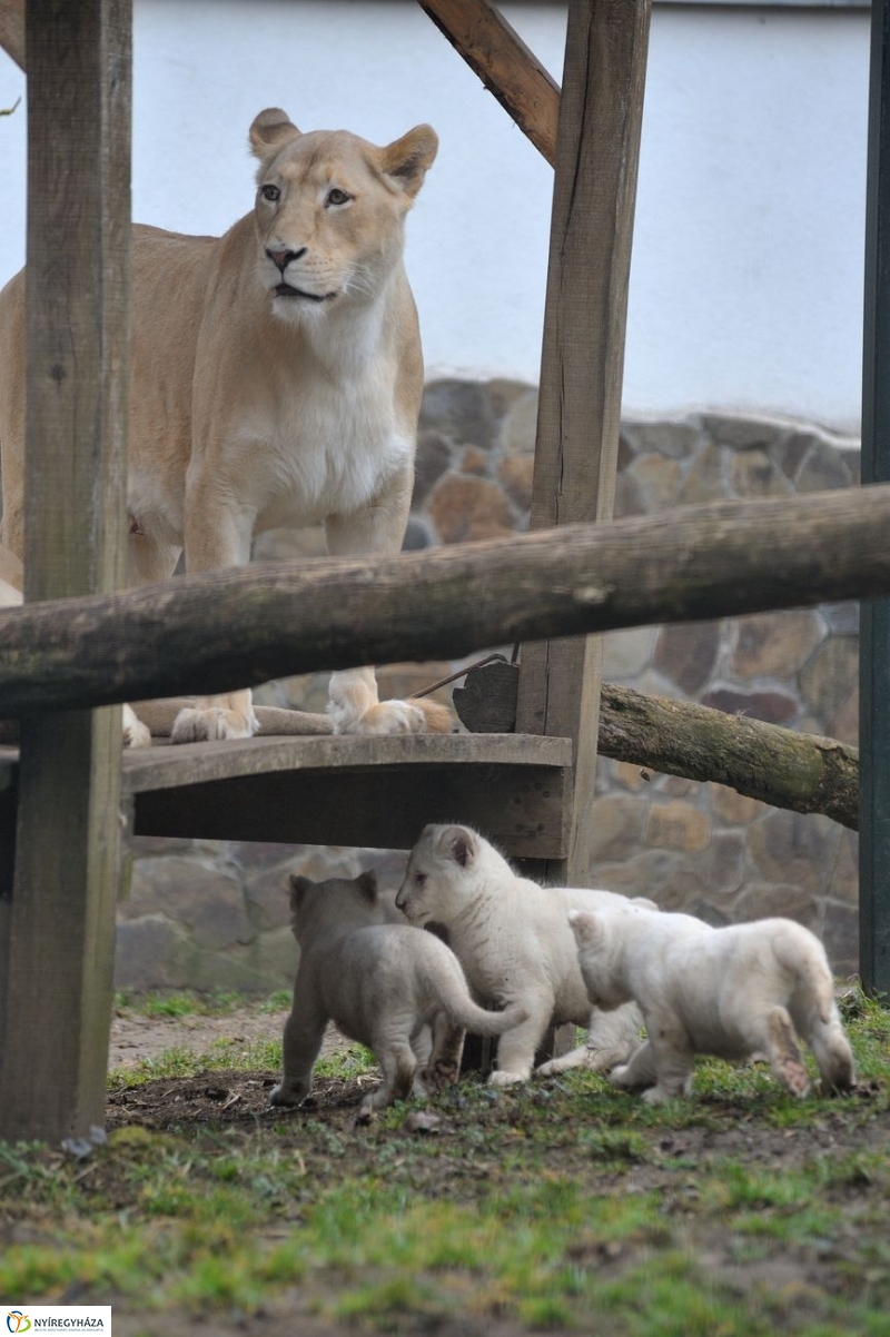 Fehér oroszlánkölykök az Állatparkban - fotó Szarka Lajos