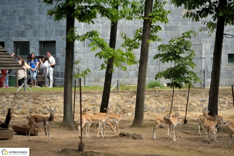 Ovisok és lengyel riporterek az Állatparkban - fotó Szarka Lajos