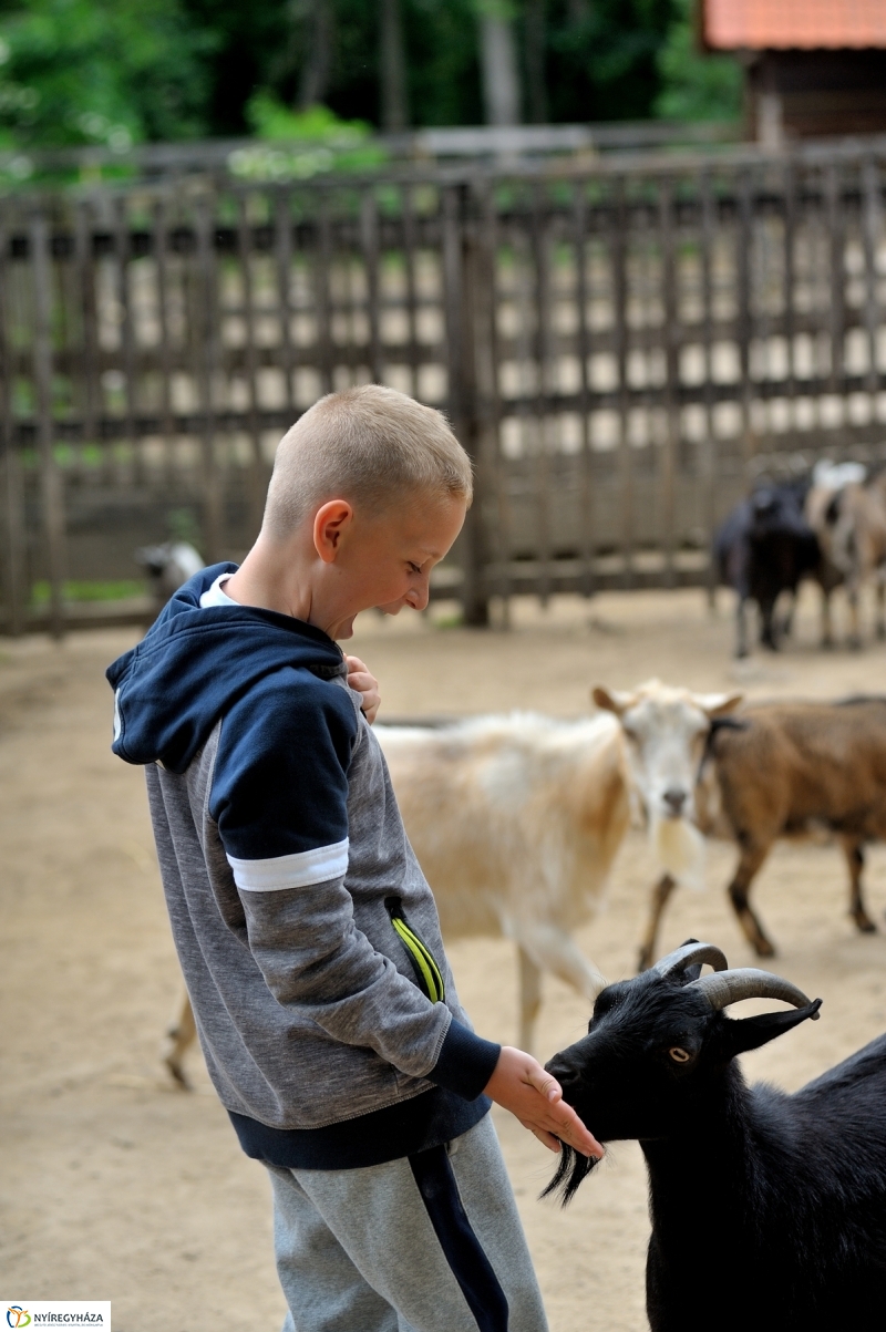 Állatparki fejlesztések sajtótájékoztató - fotó Szarka Lajos