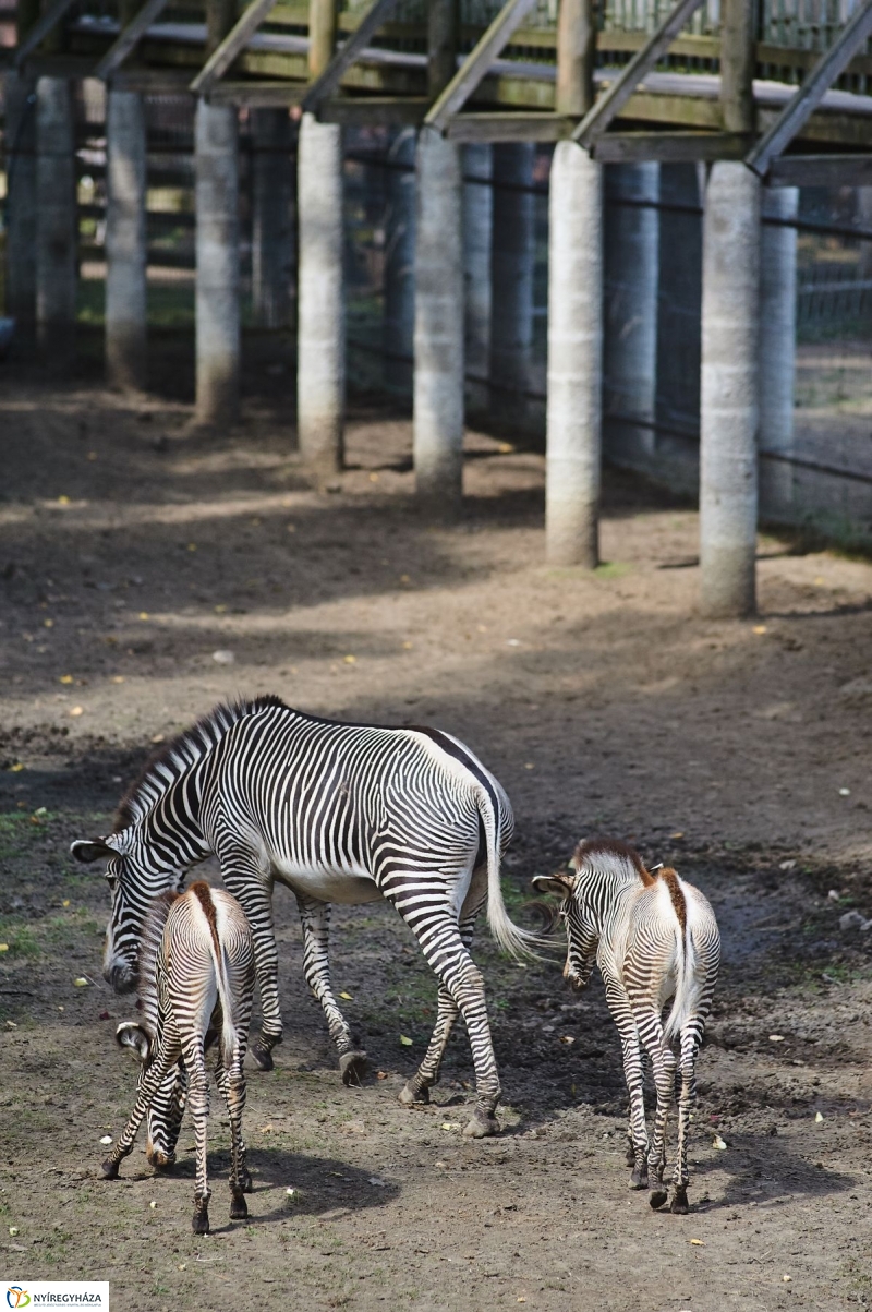 Zebracsikók az Állatparkban - fotó Szarka Lajos