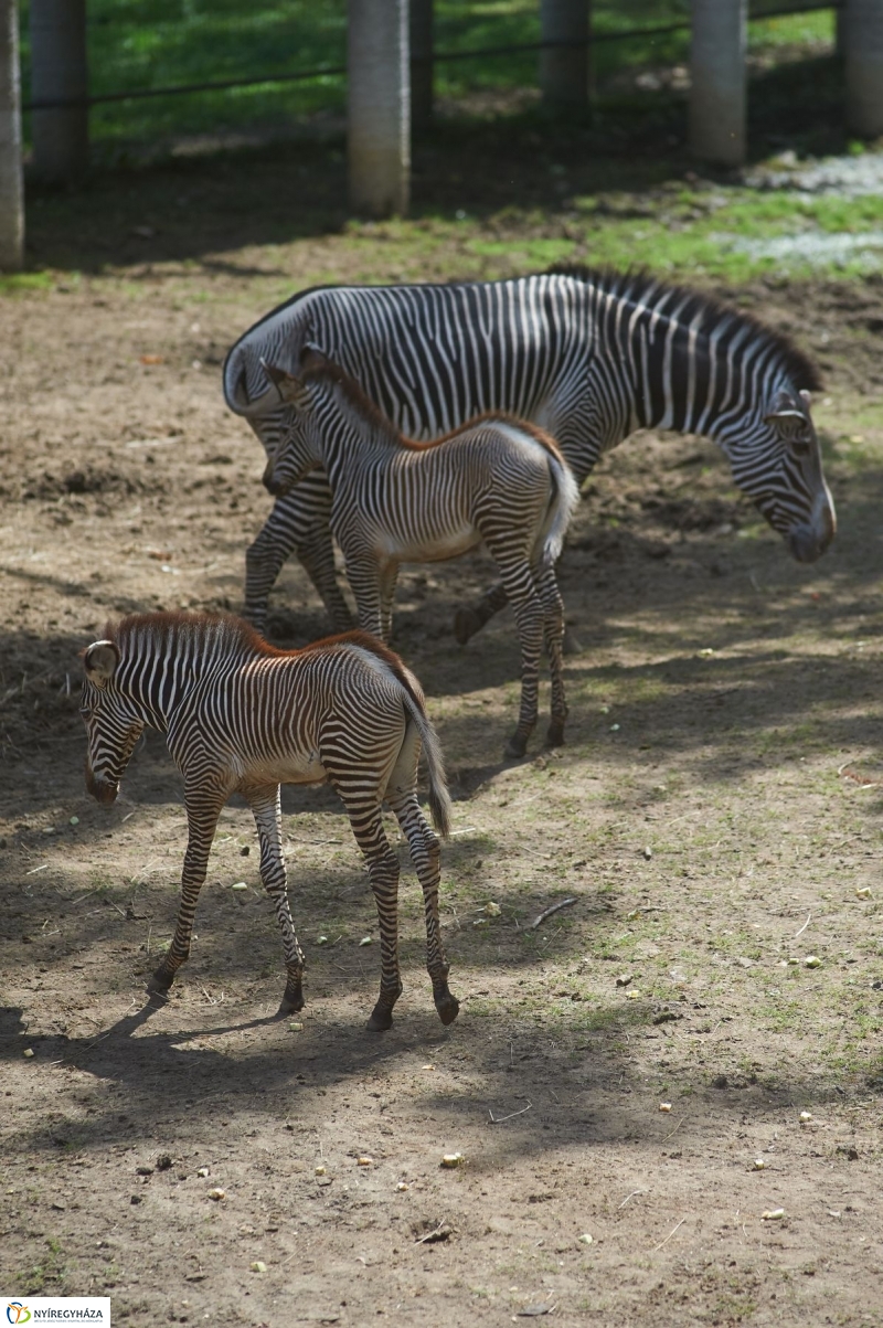 Zebracsikók az Állatparkban - fotó Szarka Lajos