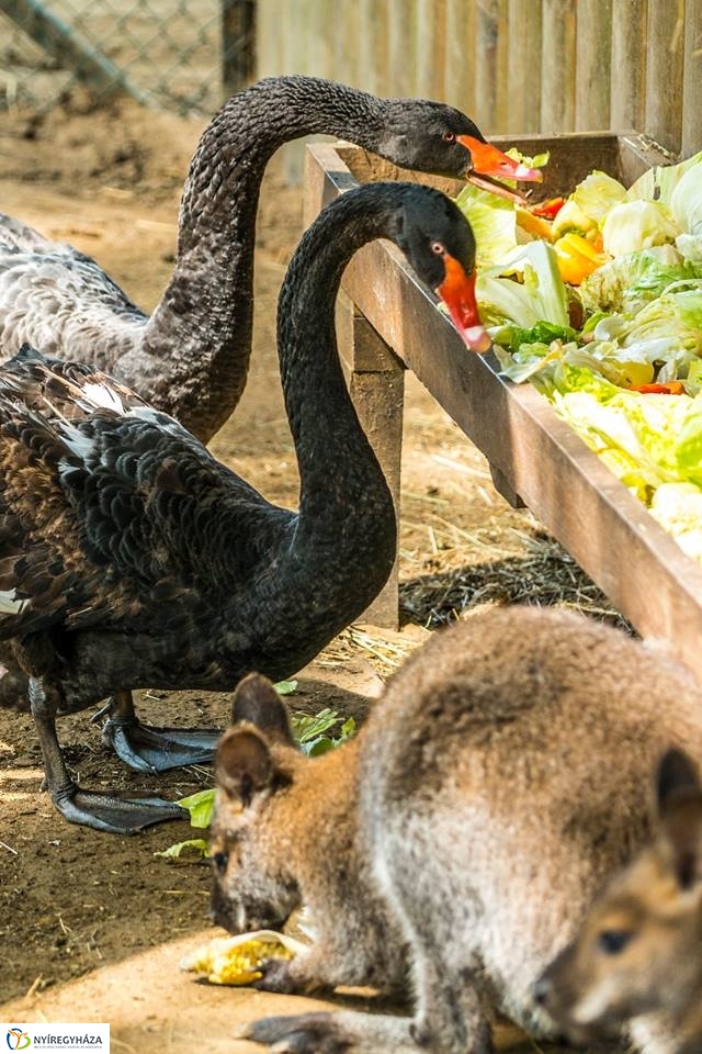 Kenguruk és madarak - fotó Kohut Árpád