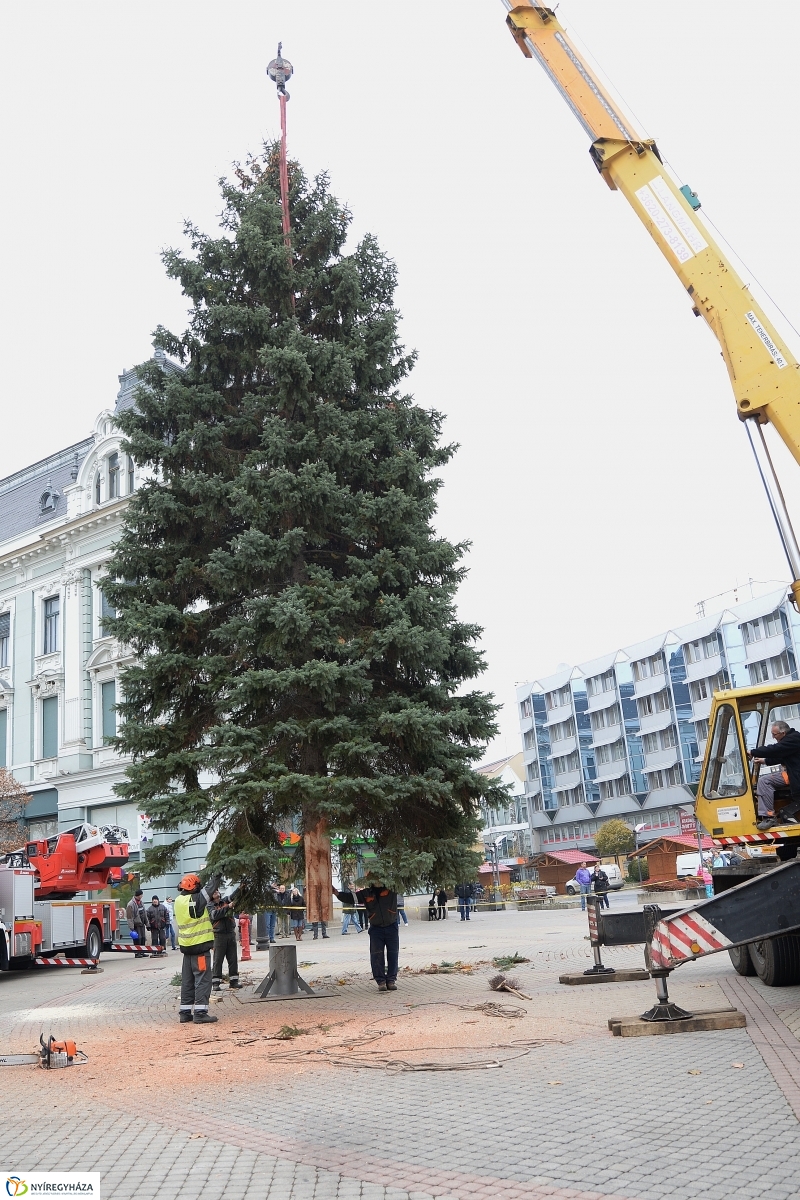 Megérkezett a város karácsonyfája a Kossuth térre-fotó Trifonov Éva