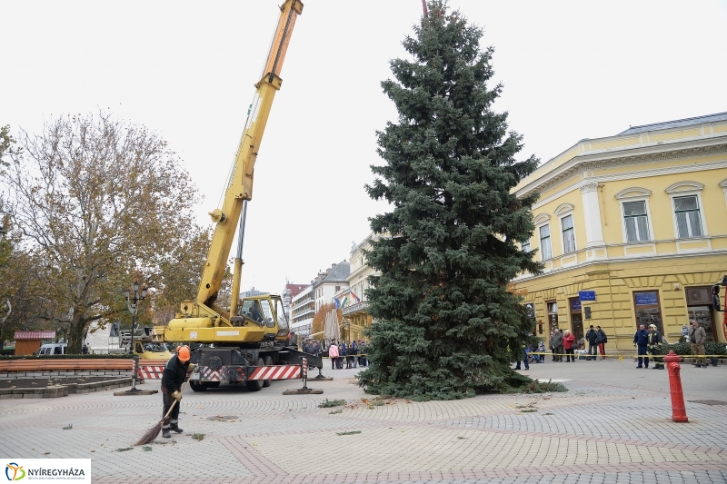 Megérkezett a város karácsonyfája a Kossuth térre-fotó Trifonov Éva