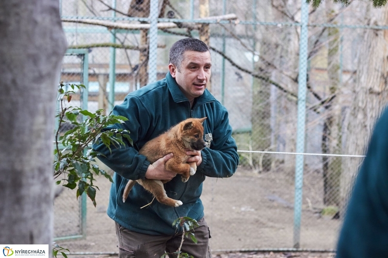 Dingo kölyök az állatparkban - fotó Szarka Lajos