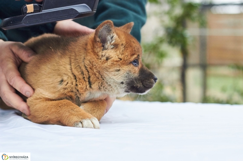 Dingo kölyök az állatparkban - fotó Szarka Lajos