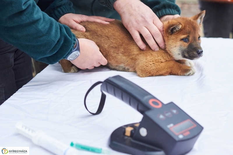 Dingo kölyök az állatparkban - fotó Szarka Lajos