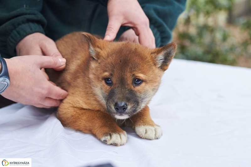 Dingo kölyök az állatparkban - fotó Szarka Lajos