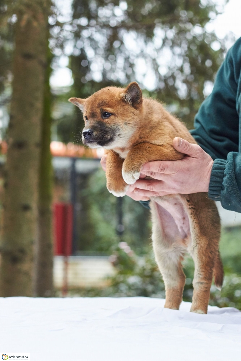 Dingo kölyök az állatparkban - fotó Szarka Lajos