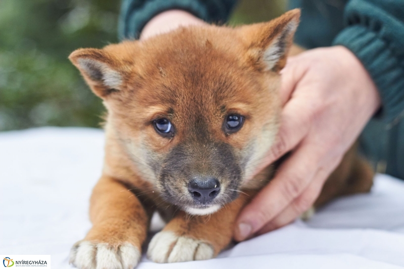 Dingo kölyök az állatparkban - fotó Szarka Lajos