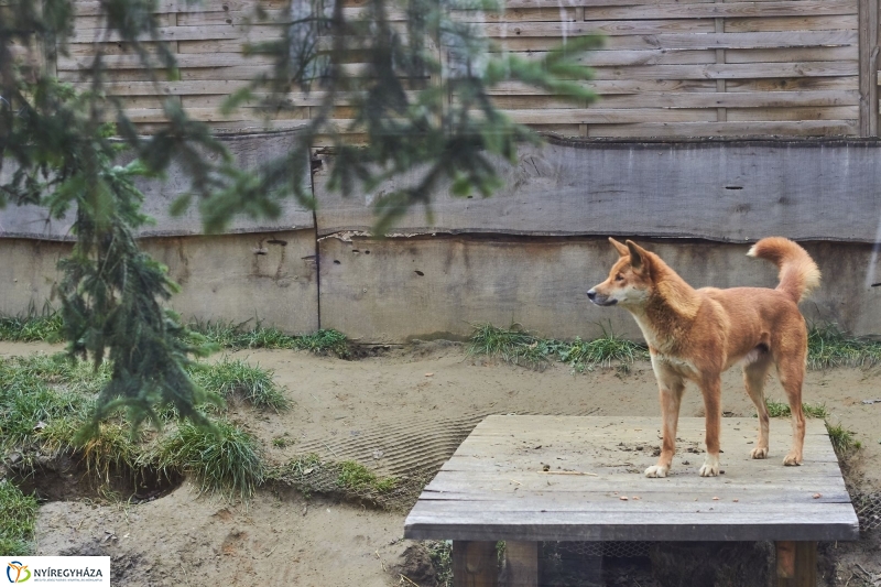 Dingo kölyök az állatparkban - fotó Szarka Lajos