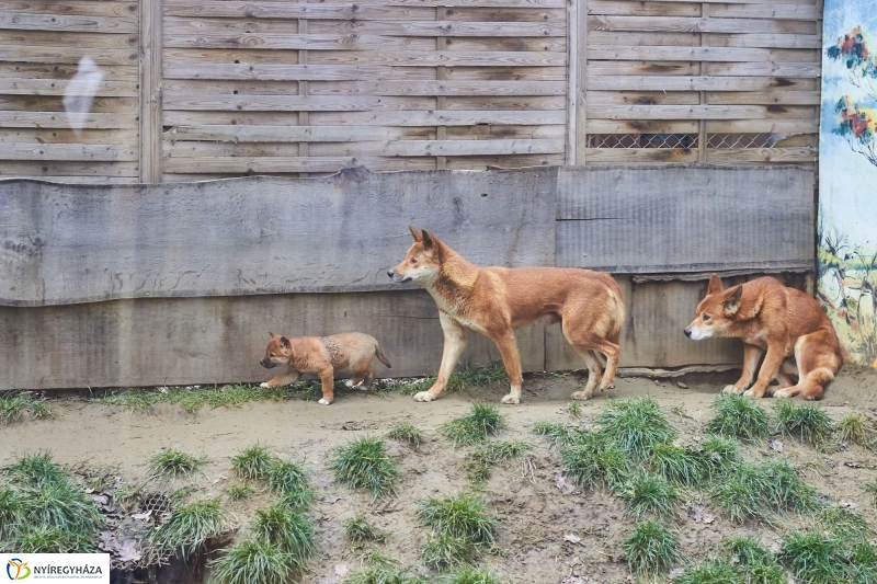 Dingo kölyök az állatparkban - fotó Szarka Lajos