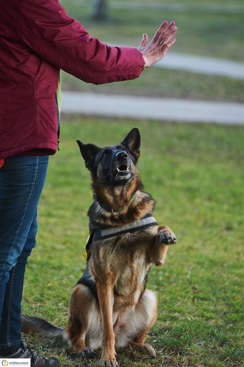 Segítő kutyák - fotó Szarka Lajos