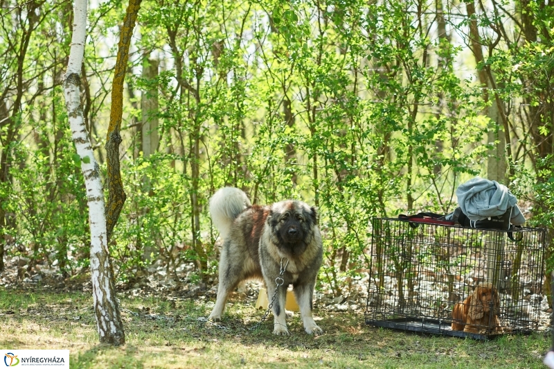 Kutyakiállítás Oroson - fotó Szarka Lajos