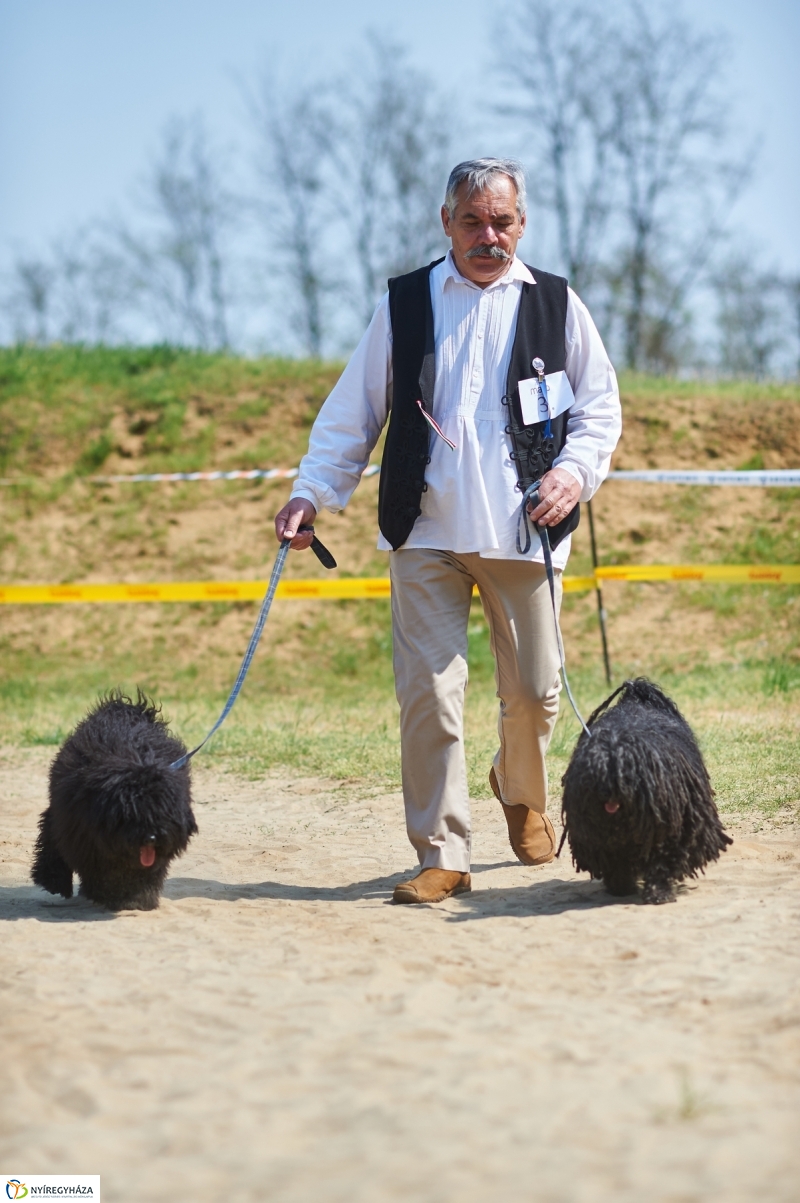 Kutyakiállítás Oroson - fotó Szarka Lajos