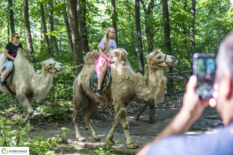 Családok éve gyermeknapi program az Állatparkban - fotó Kohut Árpád