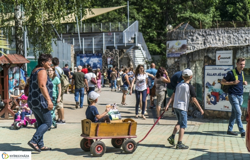 Családok éve gyermeknapi program az Állatparkban - fotó Kohut Árpád