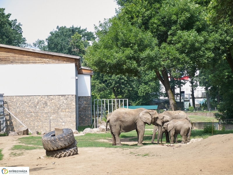 Kis elefánt fogászaton - fotó Szarka Lajos