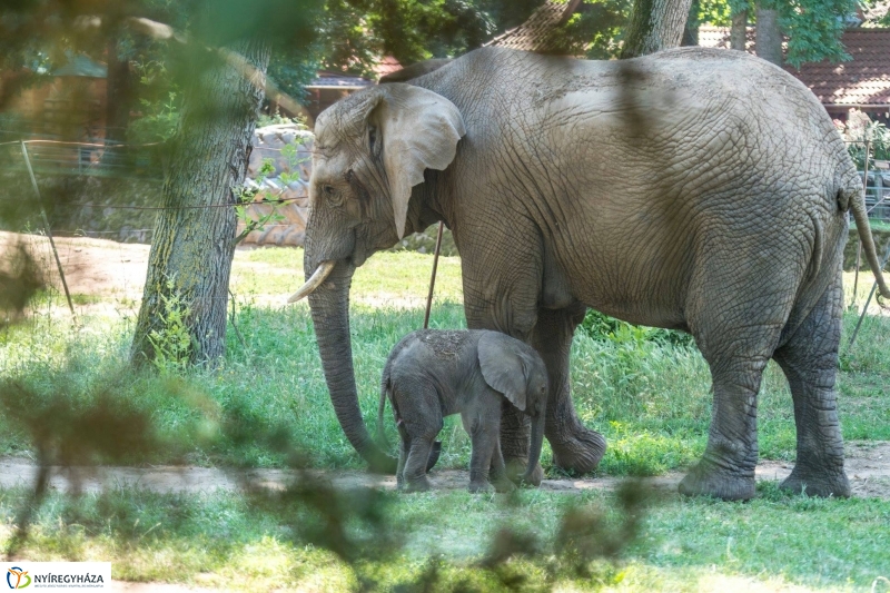 Szenzáció az Állatparkban, elefántbébi született - Fotó Kohut Árpád