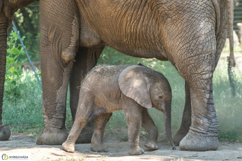 Szenzáció az Állatparkban, elefántbébi született - Fotó Kohut Árpád