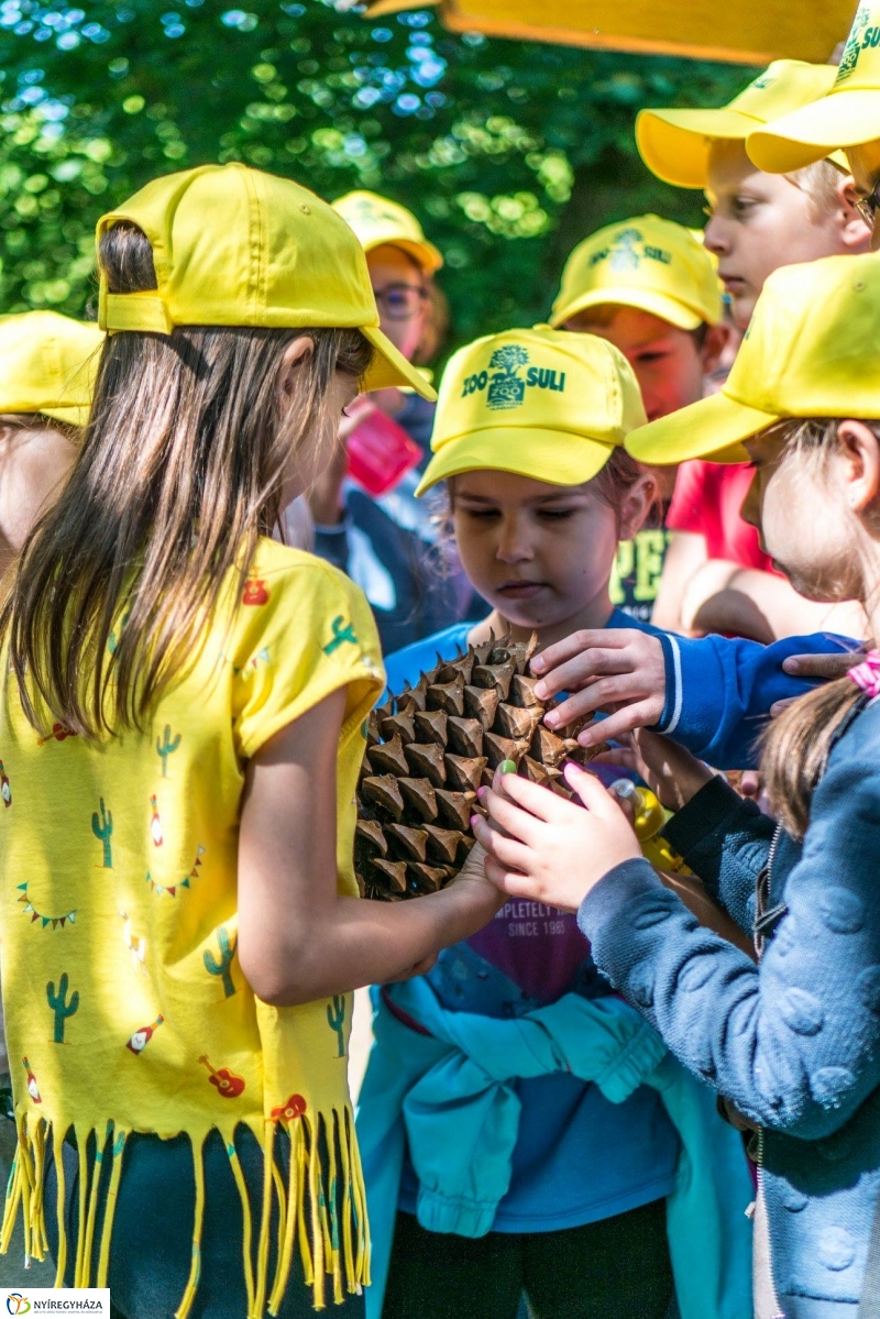 Zoo Suli a Nyíregyházi Állatparkban - Fotó Kohut Árpád