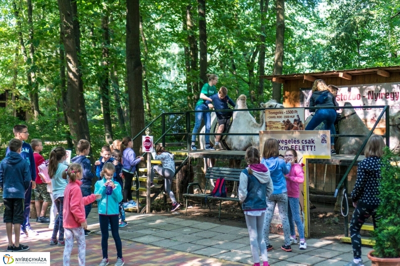 Zoo Suli a Nyíregyházi Állatparkban - Fotó Kohut Árpád