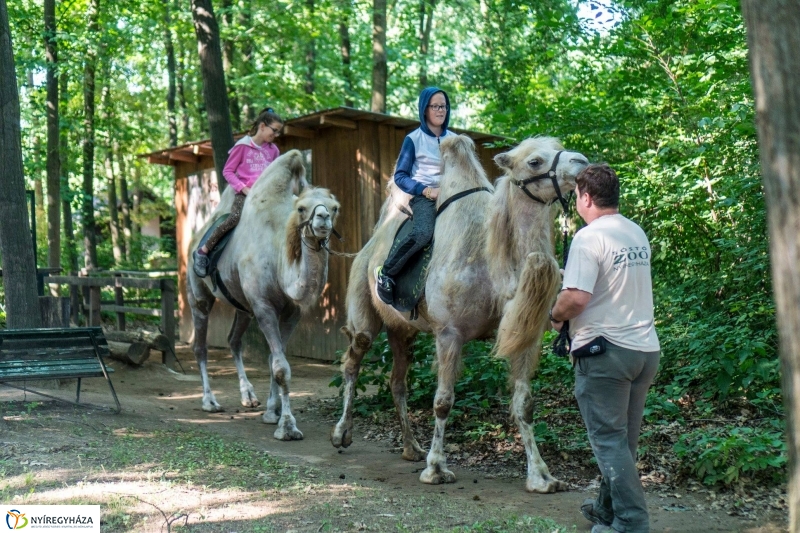 Zoo Suli a Nyíregyházi Állatparkban - Fotó Kohut Árpád