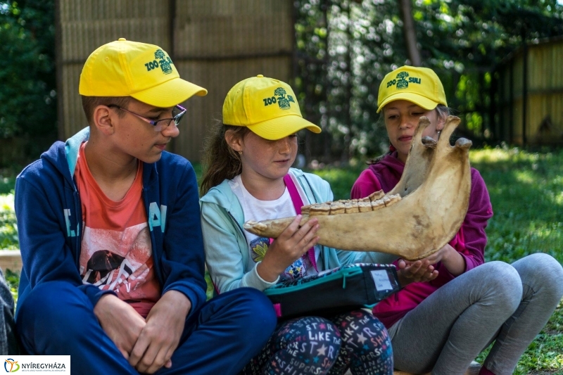 Zoo Suli a Nyíregyházi Állatparkban - Fotó Kohut Árpád