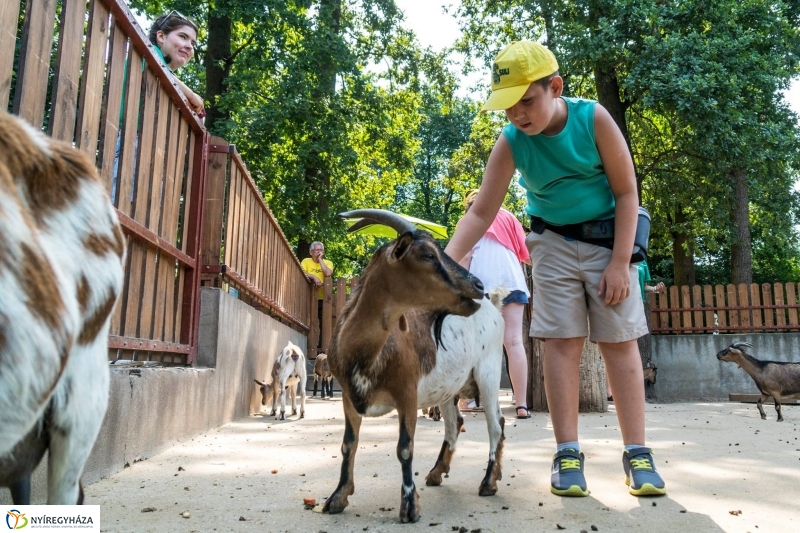 Nem unatkoznak a diákok a Zoo Suliban - fotó Kohut Árpád