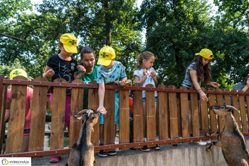 Nem unatkoznak a diákok a Zoo Suliban - fotó Kohut Árpád