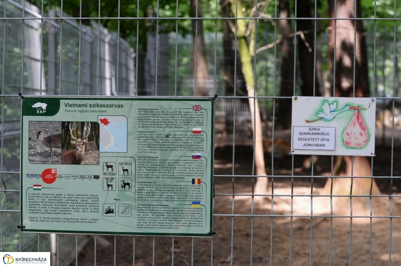 Szikaszarvas borjú az Állatparkban - fotó Trifonov Éva