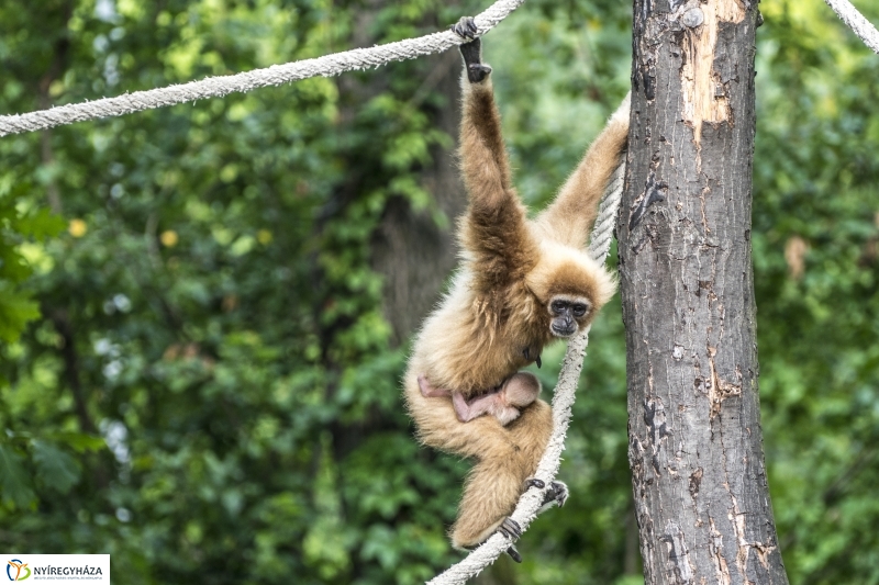 Fehérkezű gibbon született az Állatparkban - Fotó Kohut Árpád