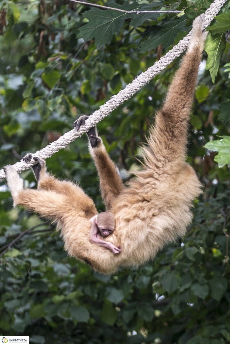 Fehérkezű gibbon született az Állatparkban - Fotó Kohut Árpád