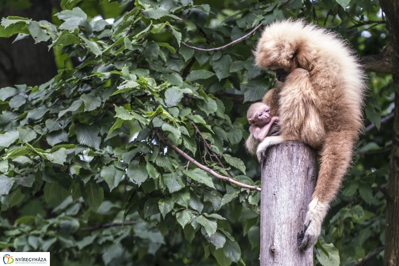 Fehérkezű gibbon született az Állatparkban - Fotó Kohut Árpád