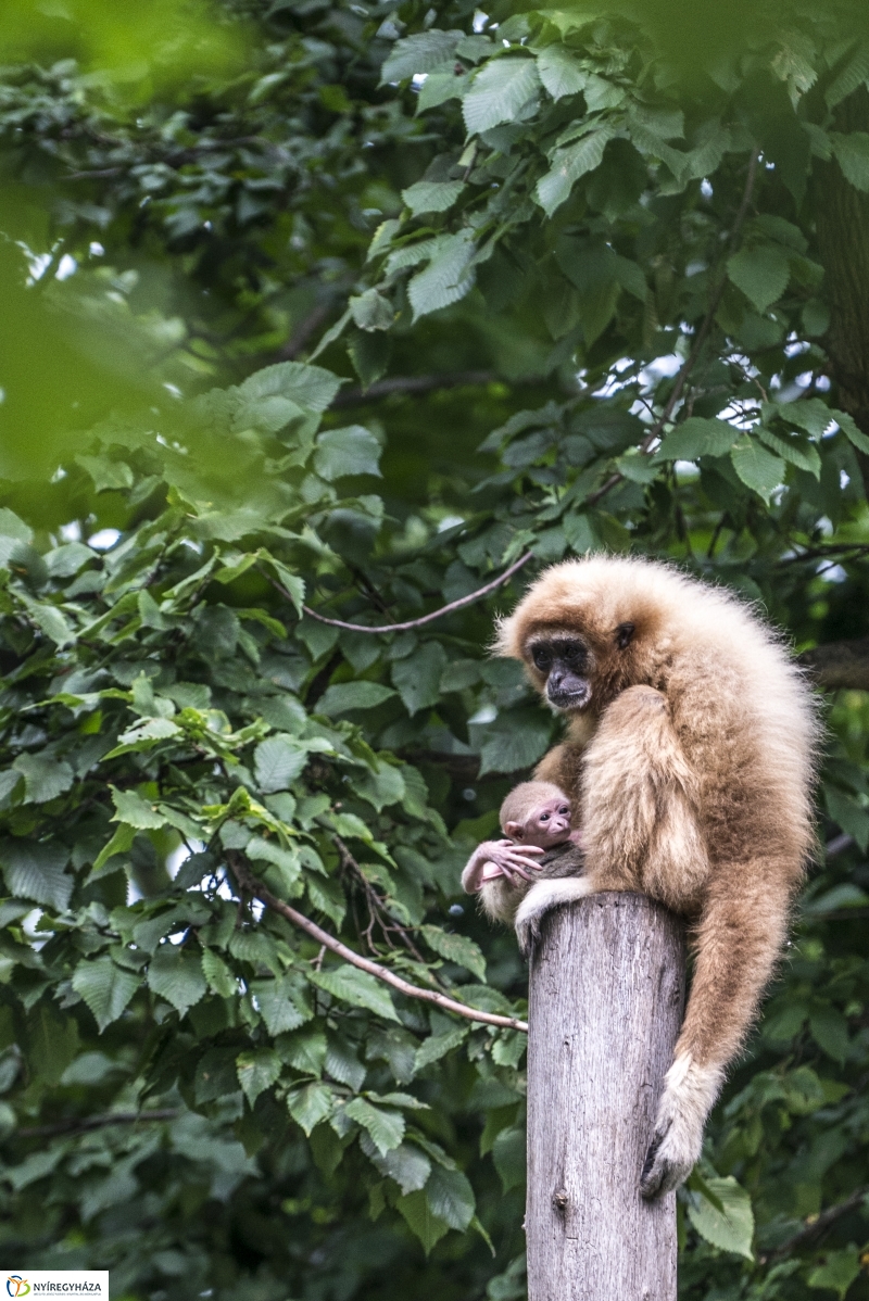 Fehérkezű gibbon született az Állatparkban - Fotó Kohut Árpád