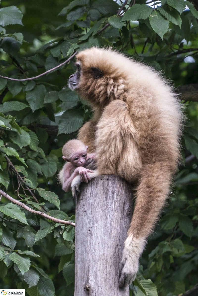 Fehérkezű gibbon született az Állatparkban - Fotó Kohut Árpád